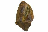 Fossil Hadrosaur (Edmontosaurus) Tooth - South Dakota #143952-1